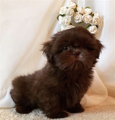 Chocolate shih tzu puppies - The typical Shih Tzu gets along great with kids, can adapt to apartment and house environments, and takes well to obedience training, though they can be a bit stubborn. These dogs can have coats in all kinds of colors, but here, we focus on the chocolate, or brown, Shih Tzu.